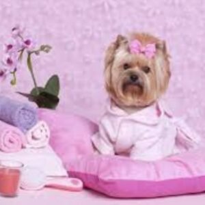 PetLover Care