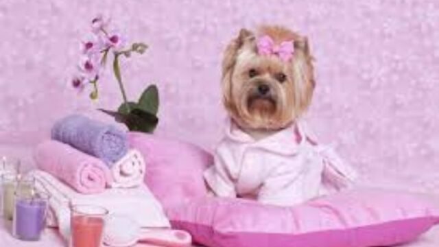 pet lover club services (1)