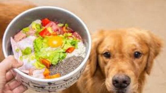 pet lover club services (3)