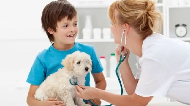 pet lover club services (4)
