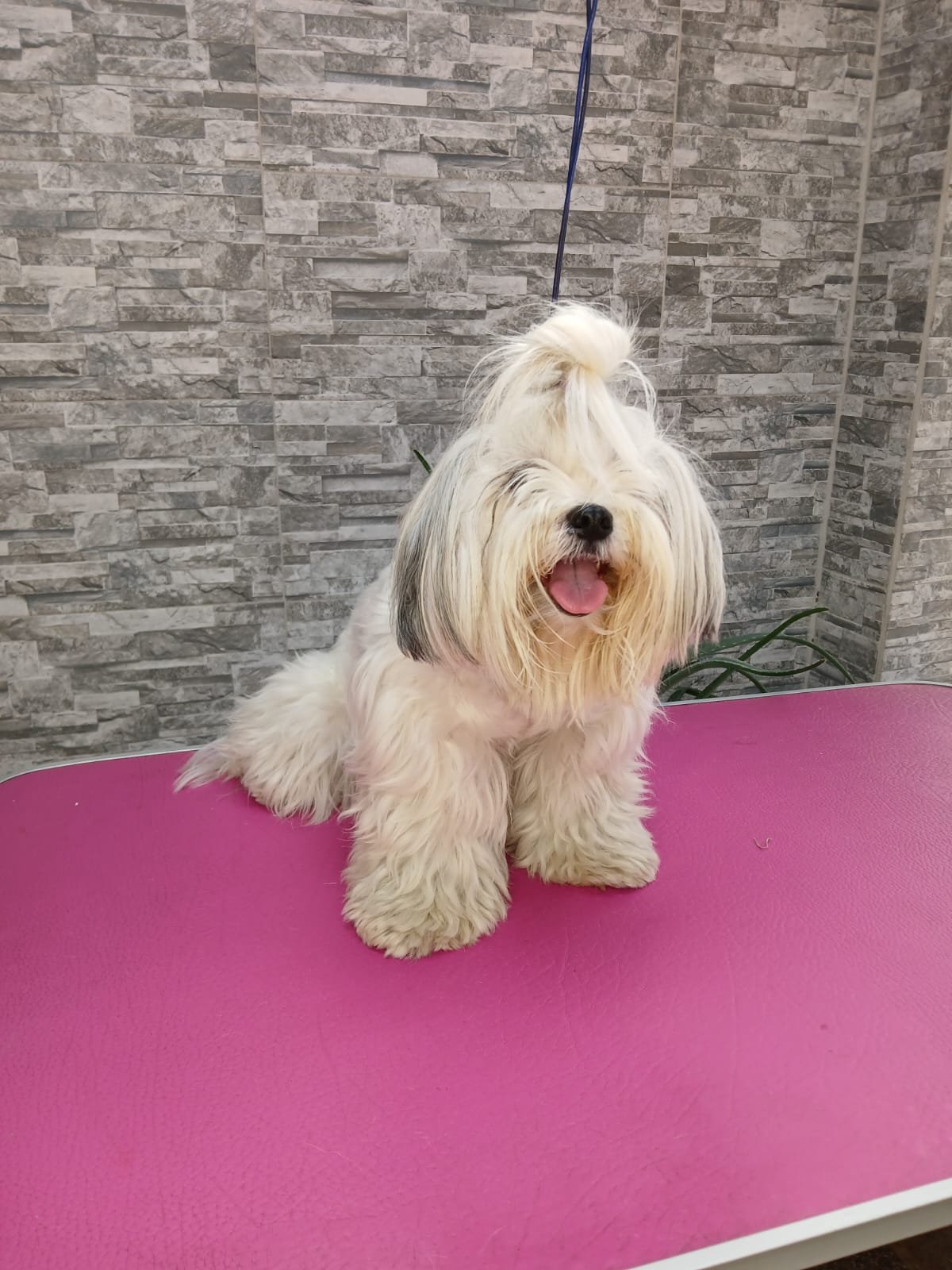 WhatsApp Image 2025-03-12 at 1.12.24 PM (2)