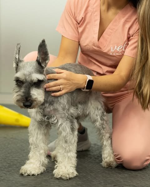 vet rehab 2