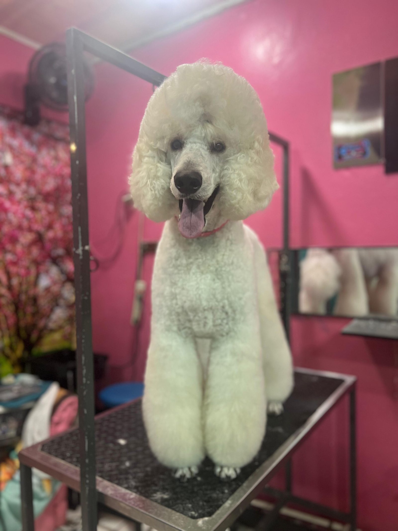 WhatsApp-Image-2025-06-17-at-1.11.13-PM-3