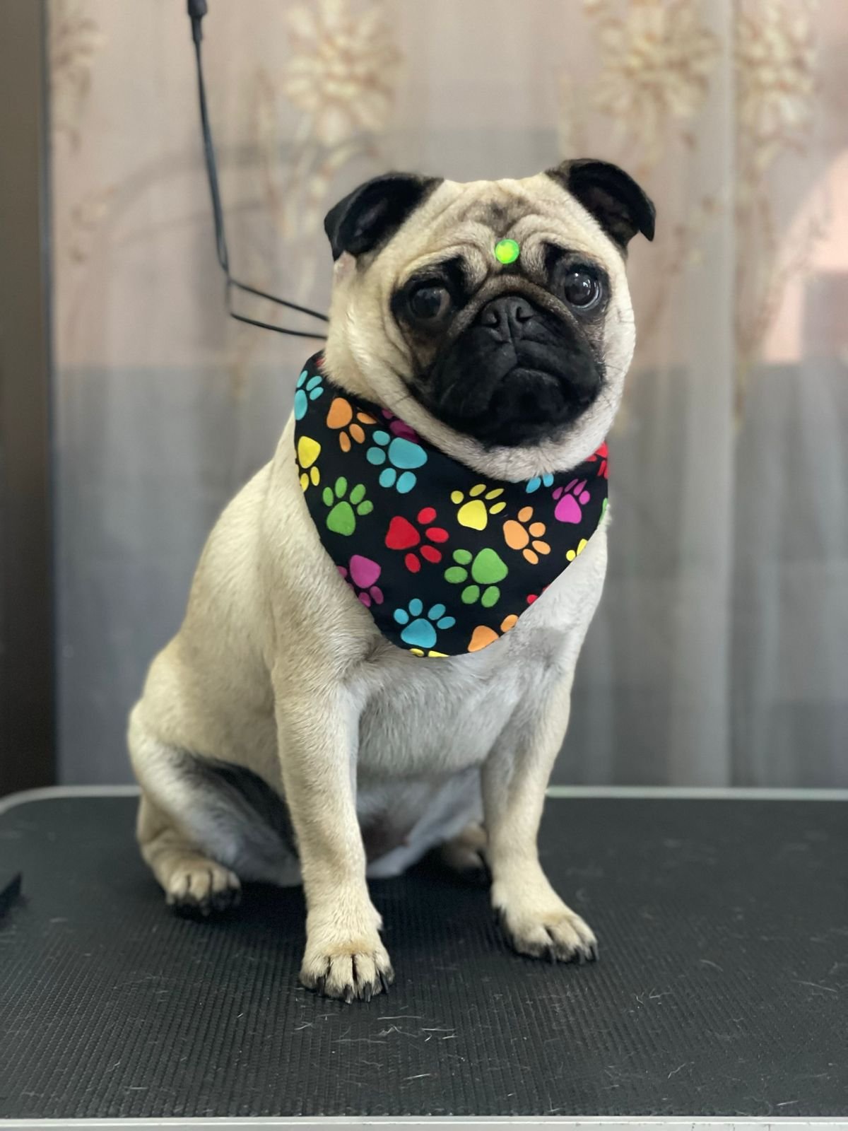 WhatsApp-Image-2025-06-19-at-10.04.05-AM