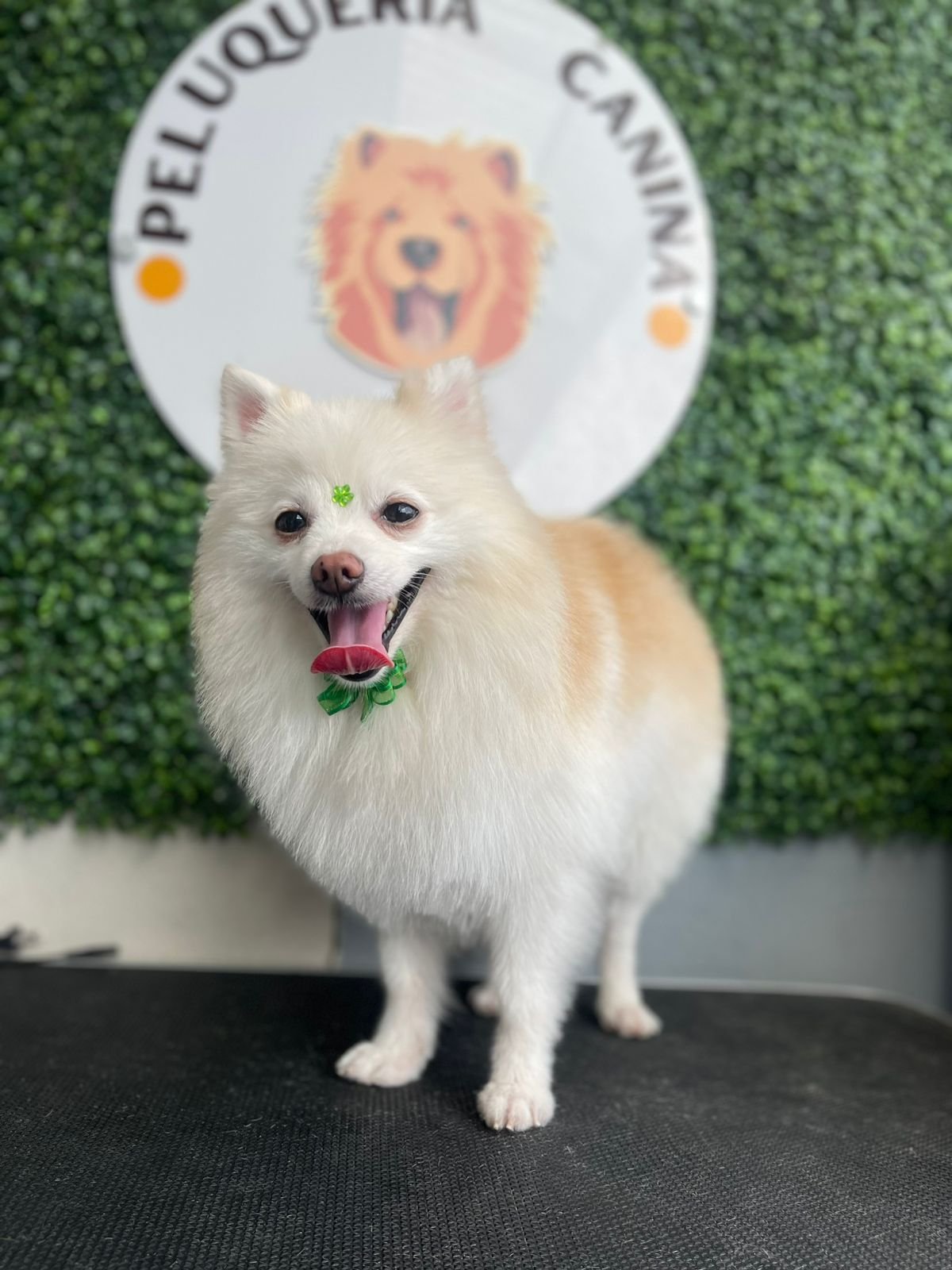 WhatsApp-Image-2025-06-19-at-10.04.12-AM