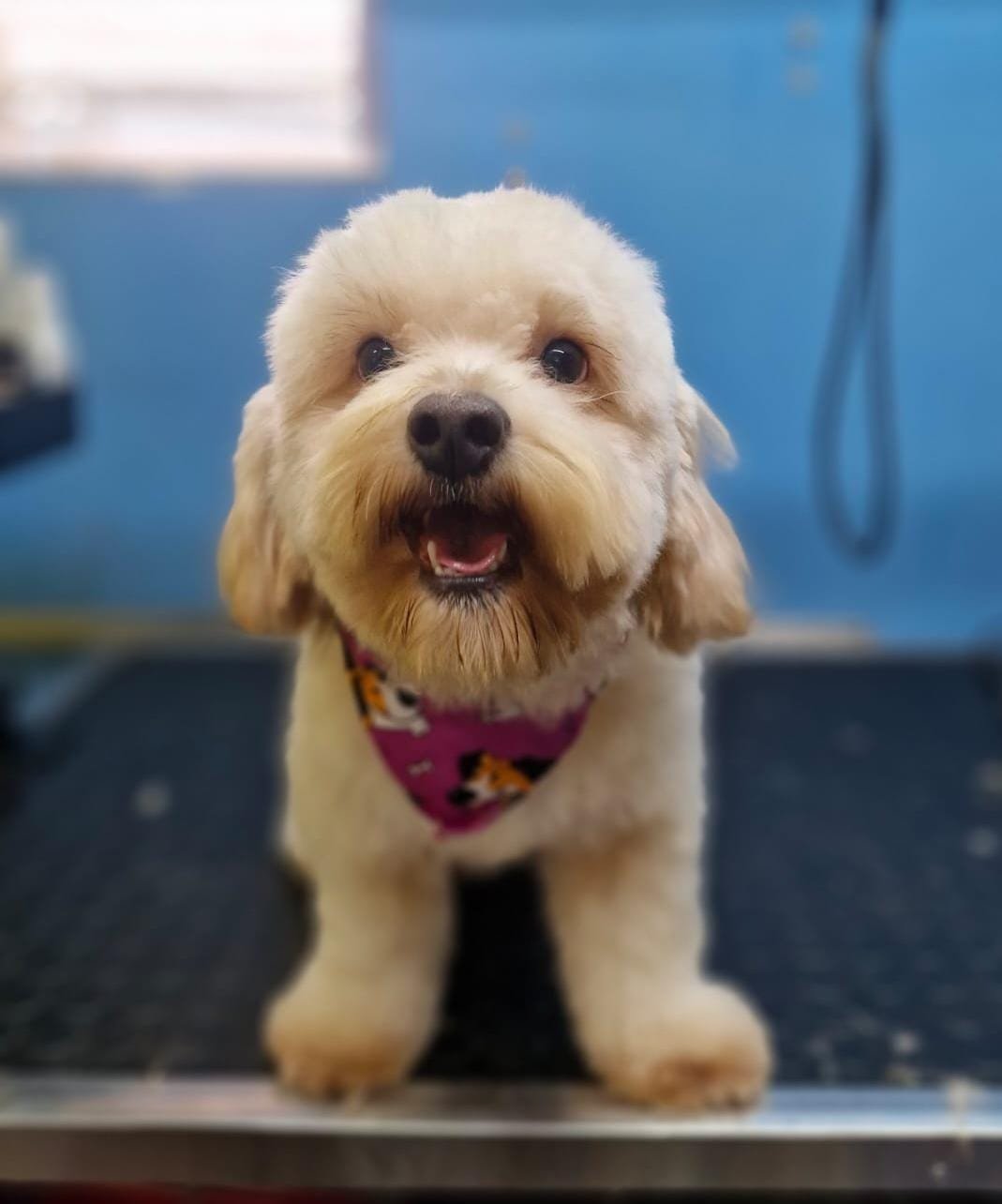 WhatsApp-Image-2025-07-29-at-8.31.09-PM-2